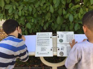 Inventaire poétique et illustré du jardin botanique avec Amélie Jackowsky - Atelier c'est mon patrimoine,