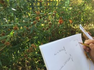 Inventaire poétique et illustré du jardin botanique avec Amélie Jackowsky - Atelier c'est mon patrimoine,